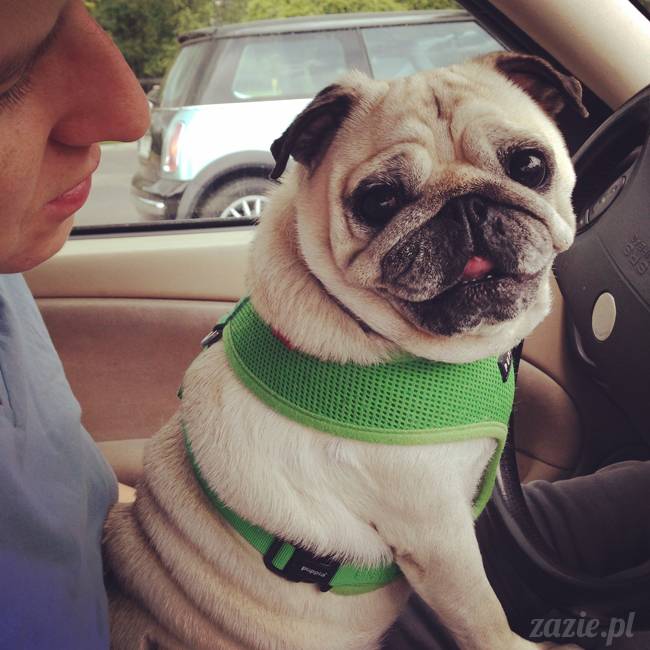 czerwcowe wakacje we Wrocławiu, Syd i Zaz oraz mopsiki Kumok i Miszur