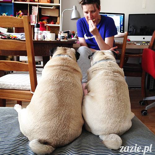 domowo_kumok_miszur_zazie_syd_01