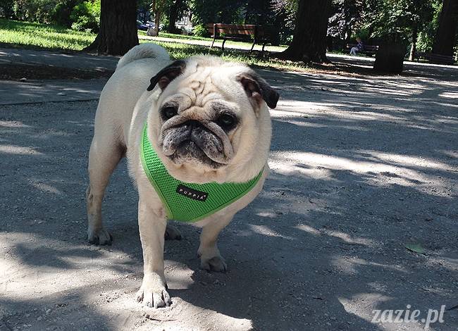 domowo_kumok_miszur_zazie_syd_03