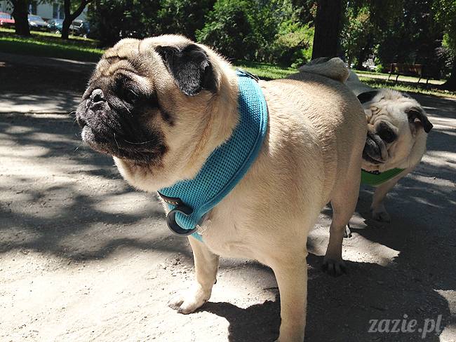 domowo_kumok_miszur_zazie_syd_04