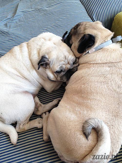 domowo_kumok_miszur_zazie_syd_06