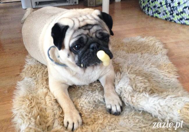 domowo_kumok_miszur_zazie_syd_07