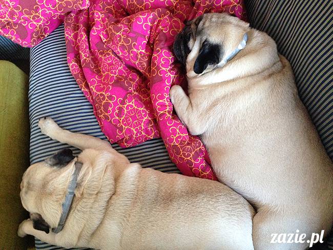 domowo_kumok_miszur_zazie_syd_08