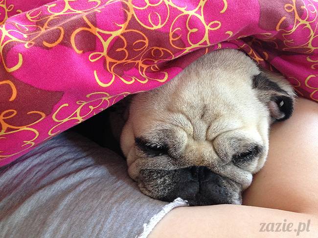 domowo_kumok_miszur_zazie_syd_09