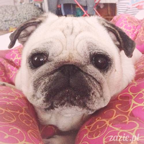 domowo_kumok_miszur_zazie_syd_10