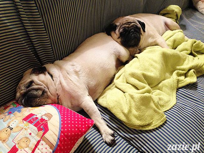 domowo_kumok_miszur_zazie_syd_11