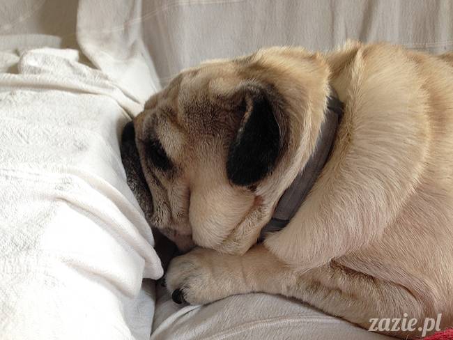 domowo_kumok_miszur_zazie_syd_12