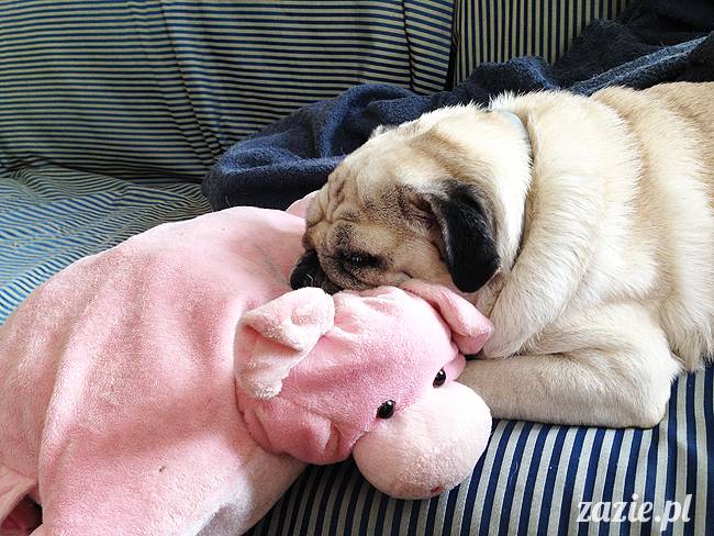 domowo_kumok_miszur_zazie_syd_14