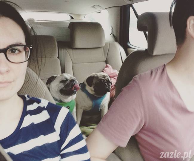 krakow_czerwiec_zazie_mopsy_02