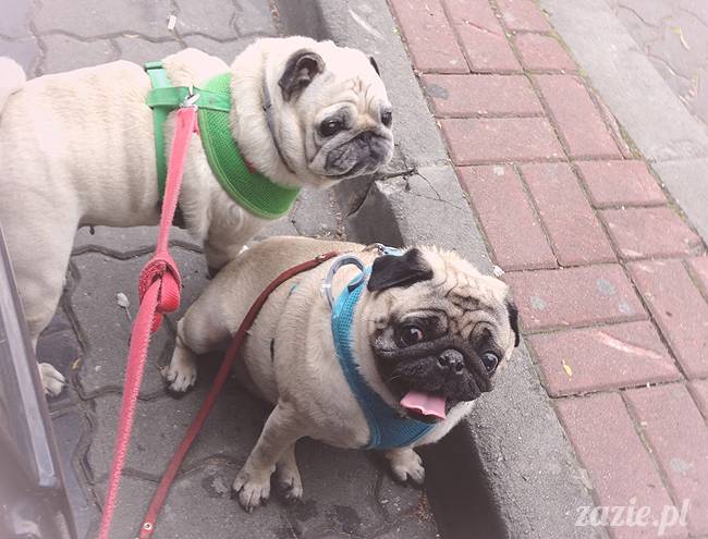 krakow_czerwiec_zazie_mopsy_06