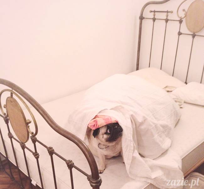 krakow_czerwiec_zazie_mopsy_15