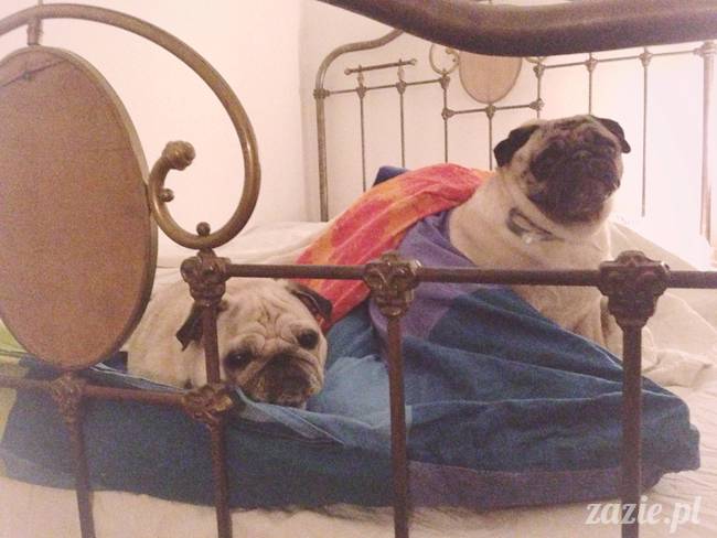 krakow_czerwiec_zazie_mopsy_18