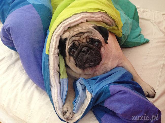 krakow_czerwiec_zazie_mopsy_19