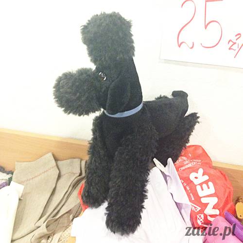 krakow_czerwiec_zazie_mopsy_38