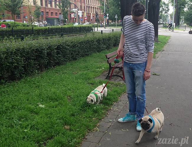 krakow_czerwiec_zazie_mopsy_39