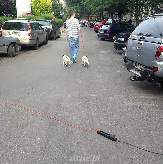 krakow_czerwiec_zazie_mopsy_40