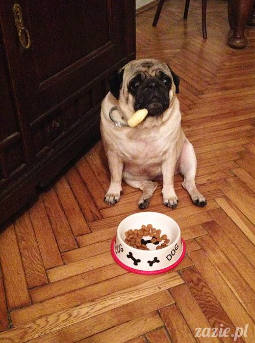 krakow_czerwiec_zazie_mopsy_78