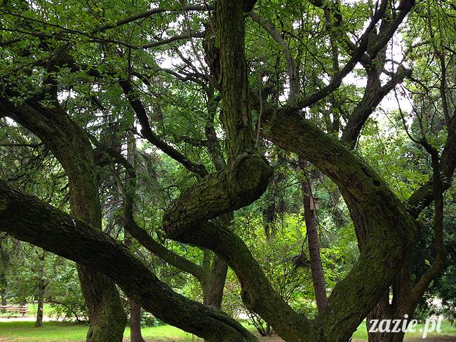 akupunktura, tradycyjna medycyna chińska, chińskie zioła, ziołolecznictwo, Klinika Mistrza Zhang, masaż leczniczy Tui Na, Qi Gong, shifu Zhang Feng Jun