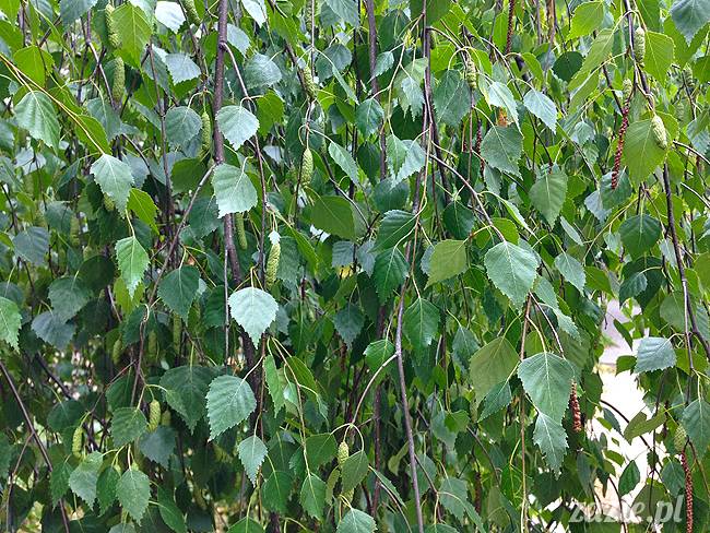 akupunktura, tradycyjna medycyna chińska, chińskie zioła, ziołolecznictwo, Klinika Mistrza Zhang, masaż leczniczy Tui Na, Qi Gong, shifu Zhang Feng Jun