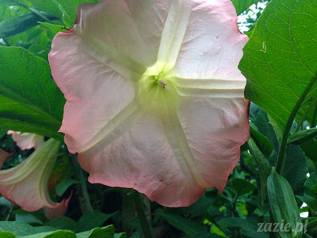 akupunktura, tradycyjna medycyna chińska, chińskie zioła, ziołolecznictwo, Klinika Mistrza Zhang, masaż leczniczy Tui Na, Qi Gong, shifu Zhang Feng Jun