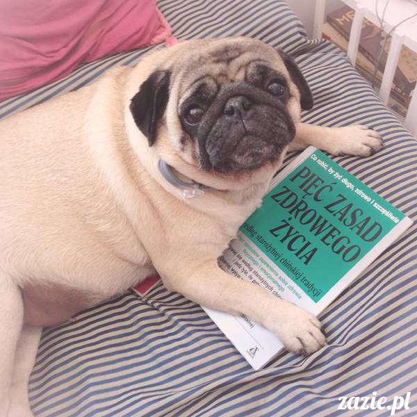 chinski_mops_chinska_medycyna