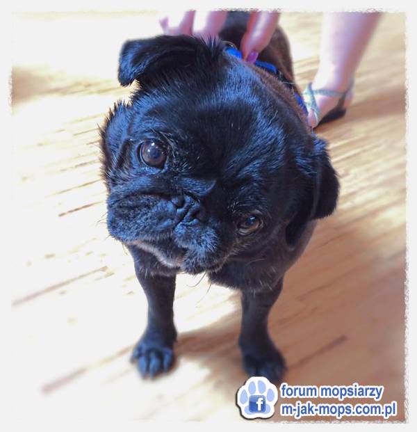 mops mopsik do adopcji, przygarnij adoptuj mopsa, mopsik do oddania