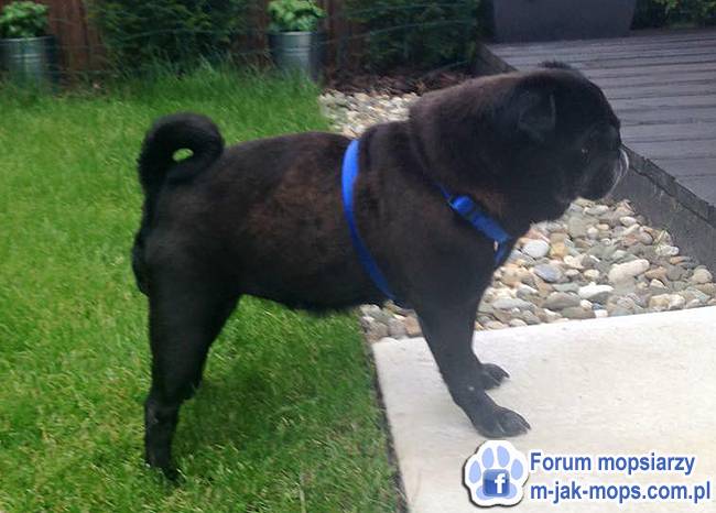 mops mopsik do adopcji, przygarnij adoptuj mopsa, mopsik do oddania