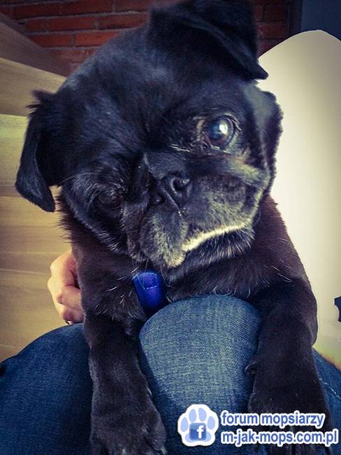 mops mopsik do adopcji, przygarnij adoptuj mopsa, mopsik do oddania