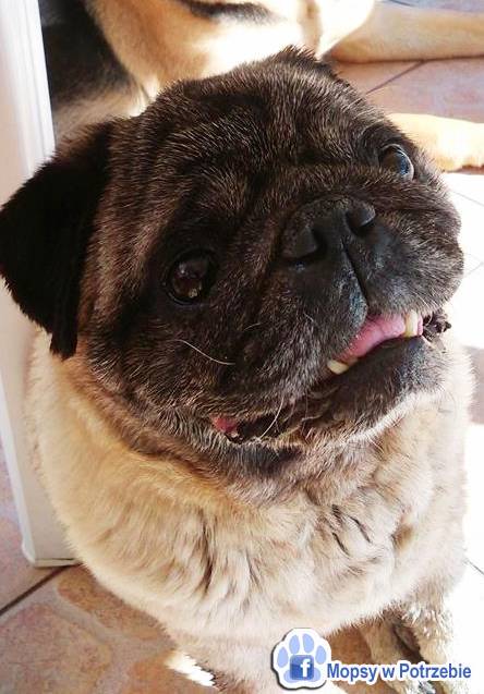 mops mopsik do adopcji, przygarnij adoptuj mopsa, mopsik do oddania