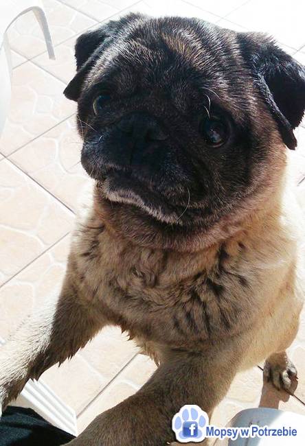 mops mopsik do adopcji, przygarnij adoptuj mopsa, mopsik do oddania