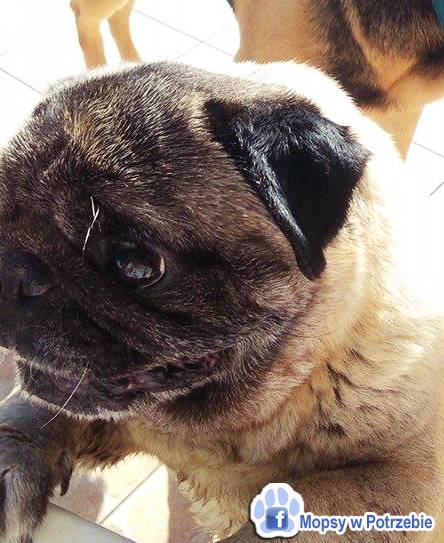 mops mopsik do adopcji, przygarnij adoptuj mopsa, mopsik do oddania