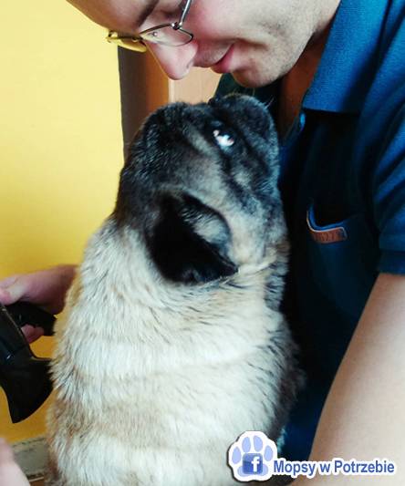 mops mopsik do adopcji, przygarnij adoptuj mopsa, mopsik do oddania