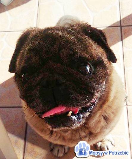 mops mopsik do adopcji, przygarnij adoptuj mopsa, mopsik do oddania