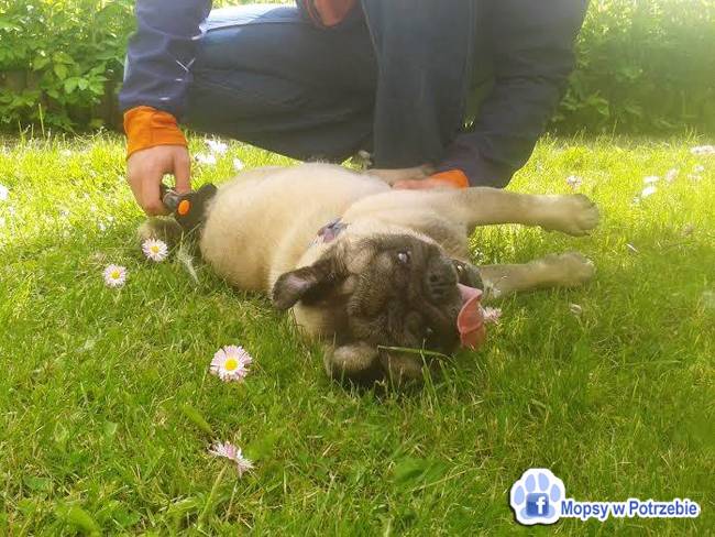mops mopsik do adopcji, przygarnij adoptuj mopsa, mopsik do oddania