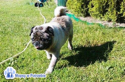 mops mopsik do adopcji, przygarnij adoptuj mopsa, mopsik do oddania