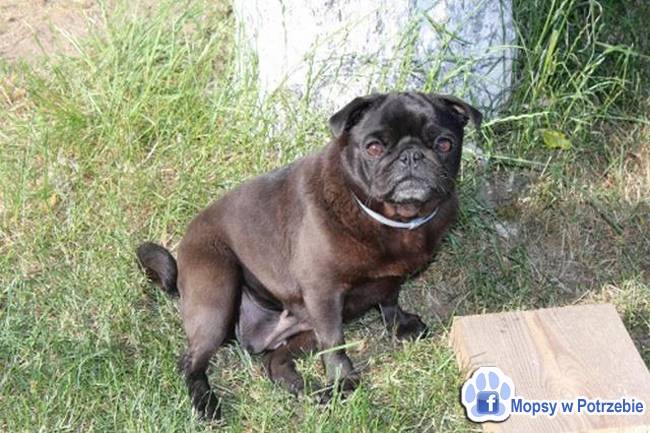 mops mopsik do adopcji, przygarnij adoptuj mopsa