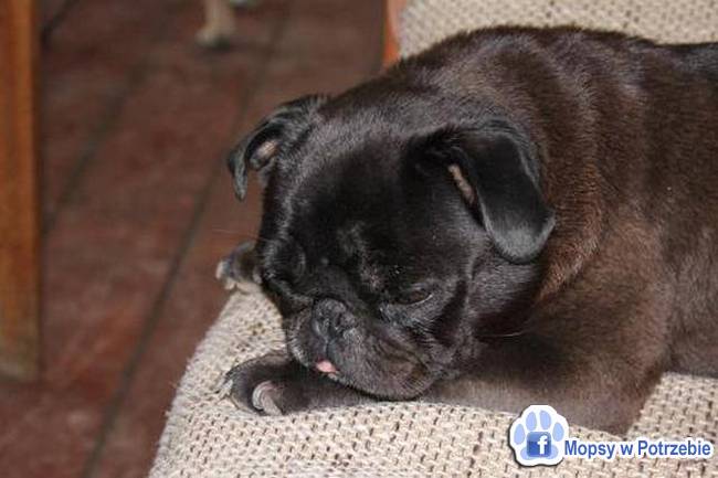 mops mopsik do adopcji, przygarnij adoptuj mopsa