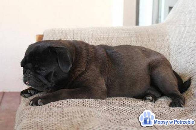 mops mopsik do adopcji, przygarnij adoptuj mopsa