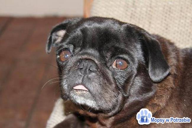 mops mopsik do adopcji, przygarnij adoptuj mopsa