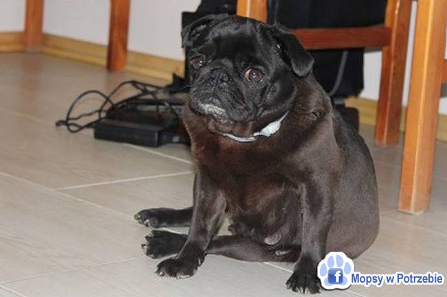 mops mopsik do adopcji, przygarnij adoptuj mopsa