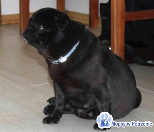 mops mopsik do adopcji, przygarnij adoptuj mopsa