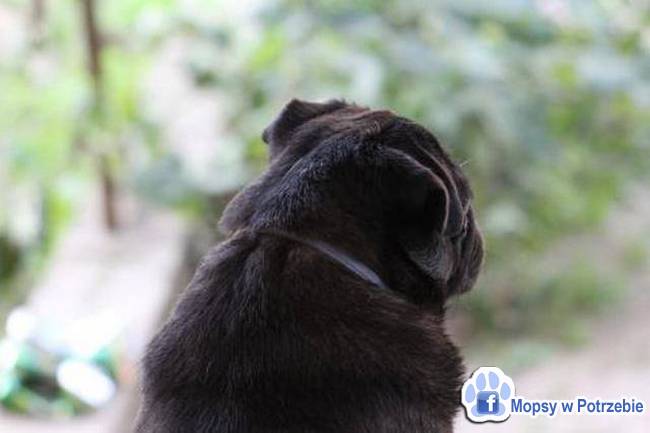 mops mopsik do adopcji, przygarnij adoptuj mopsa