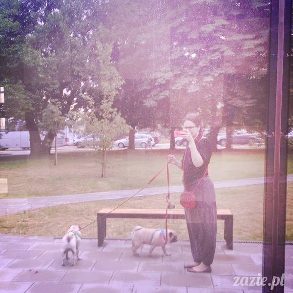 mopsikowe_lato_na_ochocie_kumok_miszur_01