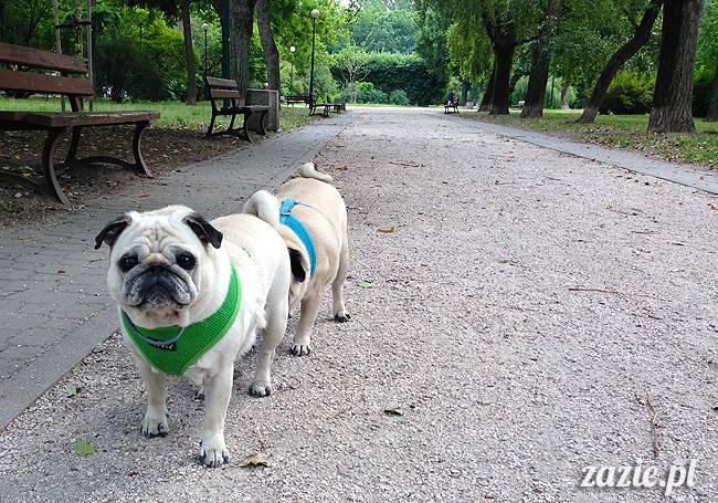 mopsikowe_lato_na_ochocie_kumok_miszur_04