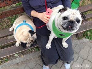 mopsi lipiec na Starej Ochocie