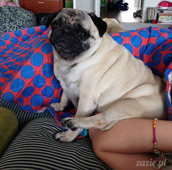 mopsikowe_lato_na_ochocie_kumok_miszur