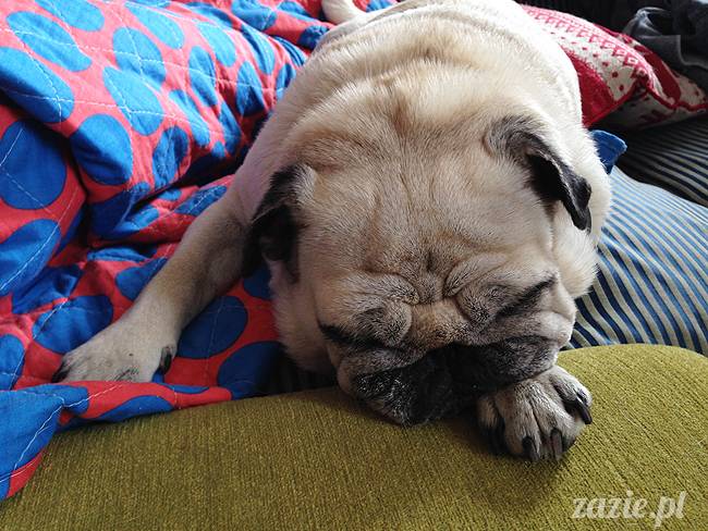 mopsikowe_lato_na_ochocie_kumok_miszur