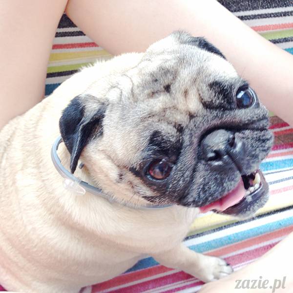 mopsikowe_lato_na_ochocie_kumok_miszur