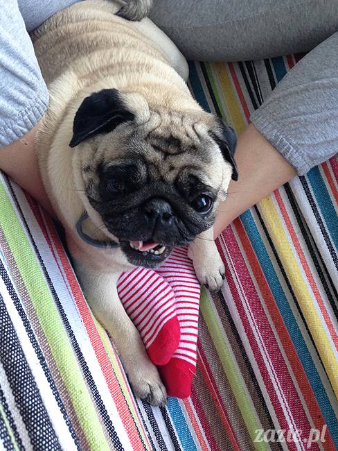 mopsikowe_lato_na_ochocie_kumok_miszur