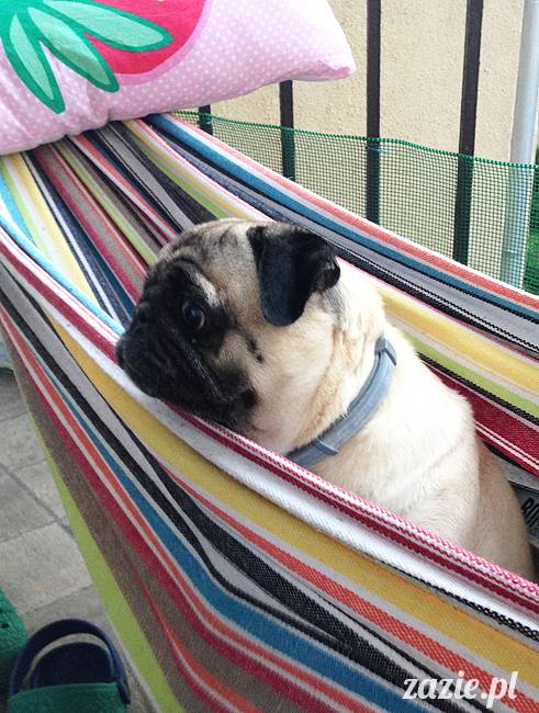 mopsikowe_lato_na_ochocie_kumok_miszur